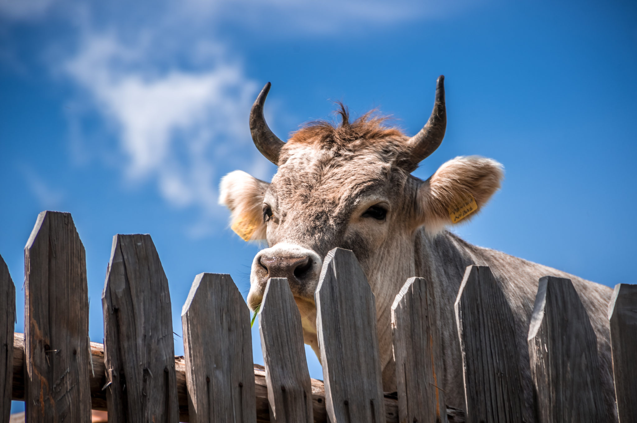 Texas Bull